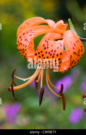 Lilium superbum. Turk's cap lily de plus en plus une frontière. Banque D'Images