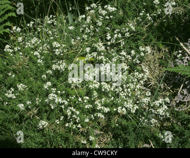 HEATH GRATTERON Galium saxatile (Rubiaceae) Banque D'Images