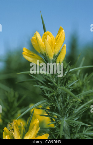 L'OUEST DE L'ajonc Ulex gallii (Fabaceae) Banque D'Images