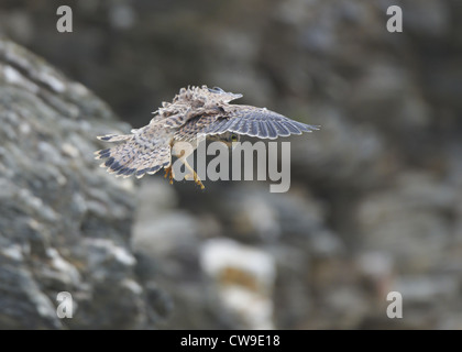 Kestrel planant à la recherche de proies Banque D'Images