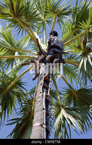 Le Myanmar, Birmanie, près de Bagan. Tapper La collecte des jus à partir d'écrous du palmier toddy (sucre de palme, Borassus Flabellifer). Banque D'Images