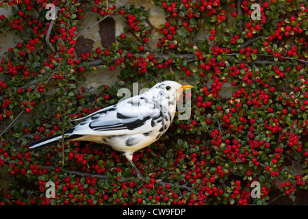 BLACKBIRD (Turdus merula) forme leucistic sur jardin cotoneaster, Slaugham, Sussex, UK. Banque D'Images