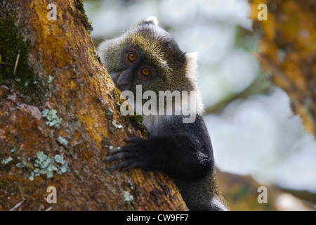 Le MONT KENYA SYKES' ou BLANC DE KOLB (singe Cercopithecus mitis kolbi) se nourrissent de l'écorce des arbres, Nanyuki, Kenya. Banque D'Images
