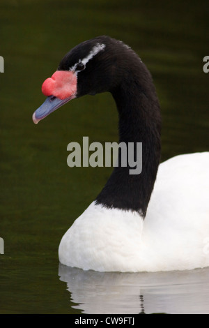 Cygne à cou noir (Cygnus melanocoryphus) originaire de l'Amérique du Sud. Banque D'Images