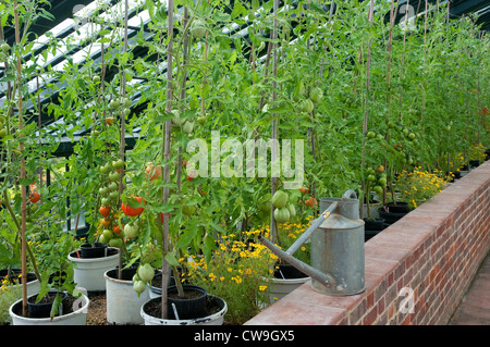 Les plants de tomates en serre de plus en plus Banque D'Images