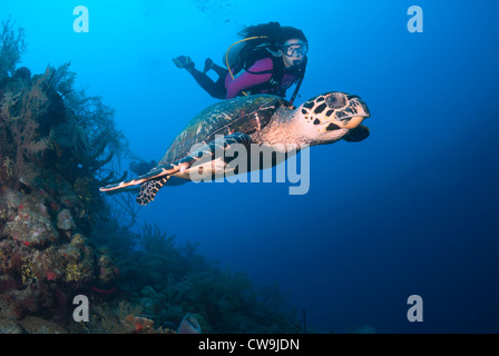 Scuba Diver avec femelle tortue imbriquée Eretmochelys imbricata, le Belize, la mer des Caraïbes, Océan Atlantique Banque D'Images