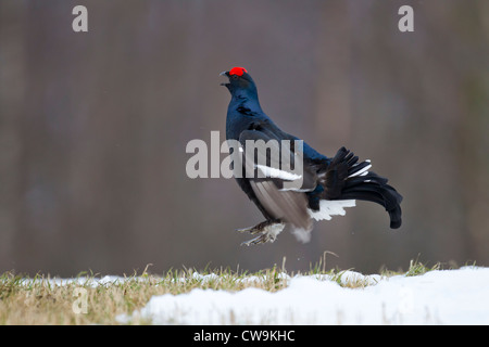 Tétras Tetrao tetrix homme appelant au lek site à Kuusamo, Finlande en avril. Banque D'Images