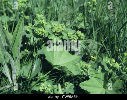 LADY'S-MANTLE Alchemilla vulgaris agg. (Rosacées) Banque D'Images