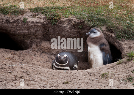 Manchot de Magellan (Spheniscus magellanicus) un parent et de Downy chick reposant par leur terrier de nidification Banque D'Images