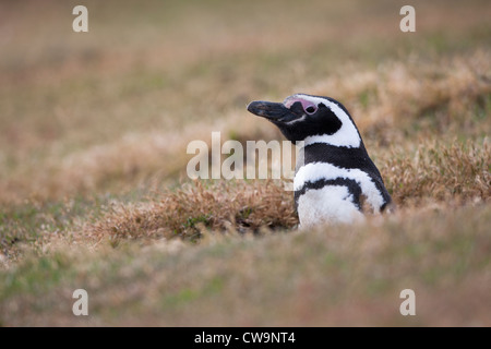 Manchot de Magellan (Spheniscus magellanicus) scrutant de son terrier de nidification sur l'Île Saunders dans les Malouines. Banque D'Images