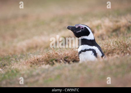 Manchot de Magellan (Spheniscus magellanicus) scrutant de son terrier de nidification sur l'Île Saunders dans les Malouines. Banque D'Images