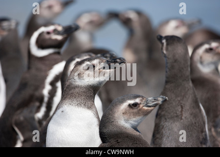 Manchot de Magellan (Spheniscus magellanicus) immatures et adultes debout sur une plage sur l'Île Saunders dans les Malouines. Banque D'Images