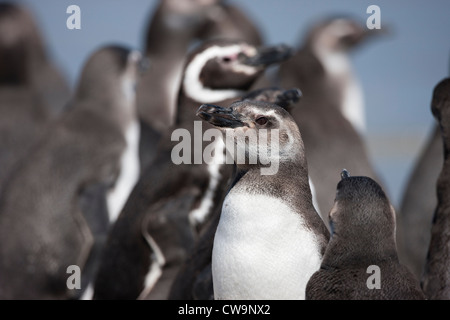 Manchot de Magellan (Spheniscus magellanicus) immatures et adultes debout sur une plage sur l'Île Saunders dans les Malouines. Banque D'Images