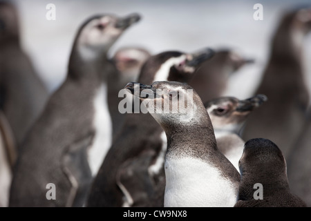 Manchot de Magellan (Spheniscus magellanicus) immatures et adultes debout sur une plage sur l'Île Saunders dans les Malouines. Banque D'Images