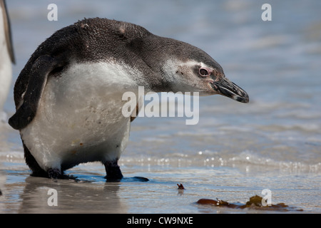 Manchot de Magellan (Spheniscus magellanicus) dans les vagues de peering immatures sur Saunders Island dans les Malouines. Banque D'Images