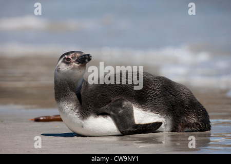 Manchot de Magellan (Spheniscus magellanicus) reposant dans les immatures surfez sur Saunders Island dans les Malouines. Banque D'Images