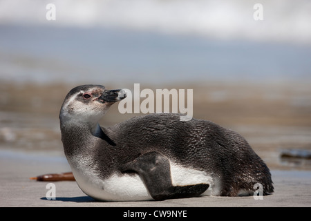 Manchot de Magellan (Spheniscus magellanicus) reposant dans les immatures surfez sur Saunders Island dans les Malouines. Banque D'Images