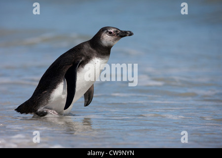 Manchot de Magellan (Spheniscus magellanicus) dans la marche immatures surfez sur Saunders Island dans les Malouines. Banque D'Images