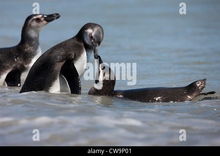 Manchot de Magellan (Spheniscus magellanicus) un nuzzling immatures avec c'est parent dans le surf sur l'Île Saunders dans l'Falklan Banque D'Images