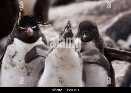 Gorfou sauteur (Eudyptes chrysocome chrysocome Penguin), sous-espèce de l'Ouest, un parent avec ses poussins duveteux Banque D'Images