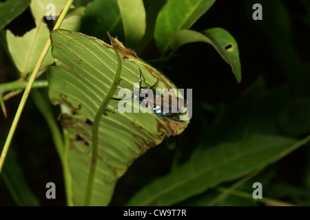 Espèce de camouflage pour imiter wasp Banque D'Images