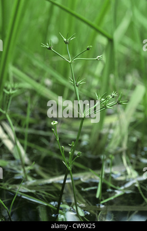 Caramboles Damasonium alisma (Alismataceae) Banque D'Images