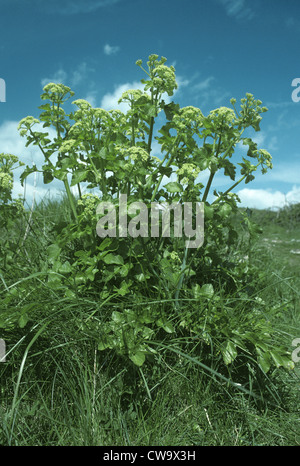 ALEXANDERS Smyrnium olusatrum (Apiaceae) Banque D'Images