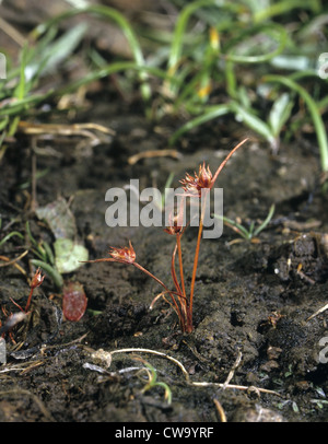 DWARF (Juncus capitatus) Banque D'Images