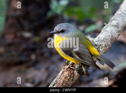 Miro à poitrine jaune, Eopsaltria australis, NSW, Australie Banque D'Images