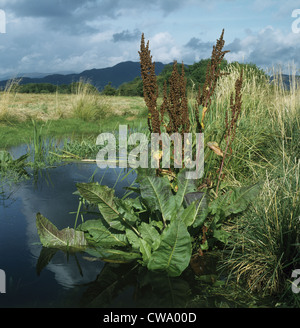 Rumex aquaticus Dock écossais Banque D'Images