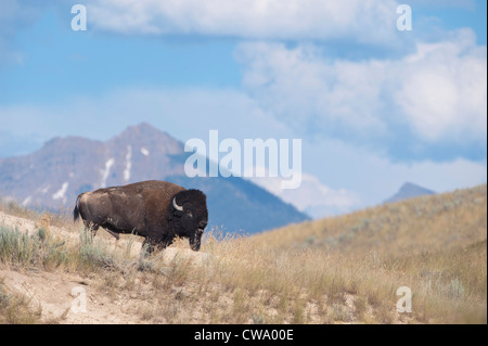 Bull (Bison bison bison) en face de la Mission Montagne, National Bison Range Banque D'Images