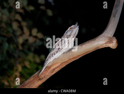 Podargus strigoides fauve, une grille supérieure, sur un arbre, NSW, Australie Banque D'Images