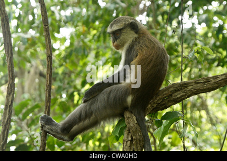 Mona monkey sitting in tree, Tafi Atome, Ghana Banque D'Images