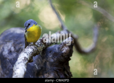 Miro à poitrine jaune, Eopsaltria australis, Australie Banque D'Images