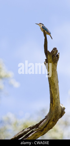 Sacred Kingfisher Todiramphus sanctus, Australie, Banque D'Images