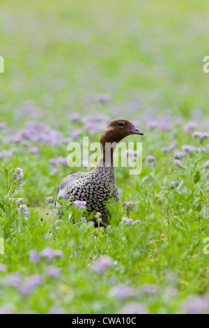 Canard en bois australien, Chenonetta jubata, Australie Banque D'Images