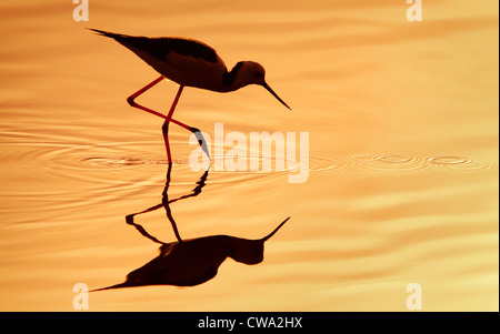 Silhouette d'un black-winged Stilt, également connu sous le nom de Pied Stilt Échasse commun ou Himantopus himantopus, Australie Banque D'Images