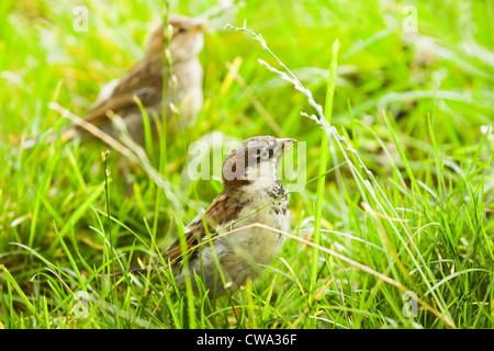 Moineau domestique Passer domesticus ou à l'alimentation par les semences d'herbe sur matin ensoleillé Banque D'Images