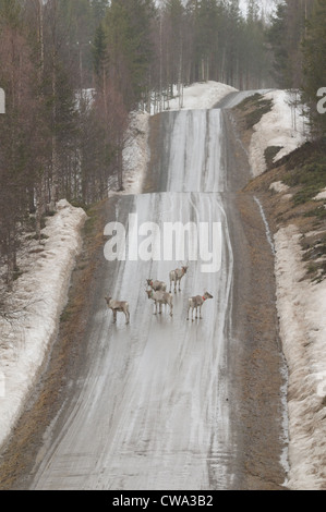 Les rennes (Rangifer tarandus) de l'autre côté de la rue dans la forêt de Carélie Banque D'Images