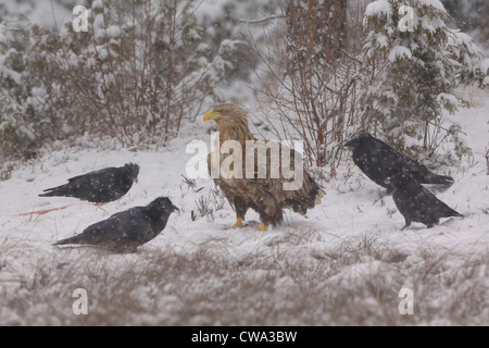 À queue blanche (Haliaeetus albicilla) se nourrissant de carcasses de cerfs dans la forêt de Carélie Banque D'Images