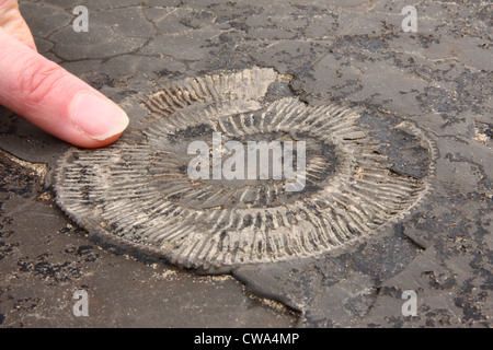 Ammonite fossile dans la roche par la mer, près de Whitby, North Yorkshire, UK Banque D'Images