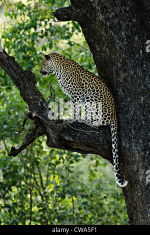 Leopard (Panthera pardus ) assis sur une branche d'arbre, Kruger National Park, Afrique du Sud Banque D'Images