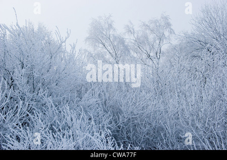 Bad Buchau, paysage d'hiver sur Federsee Banque D'Images