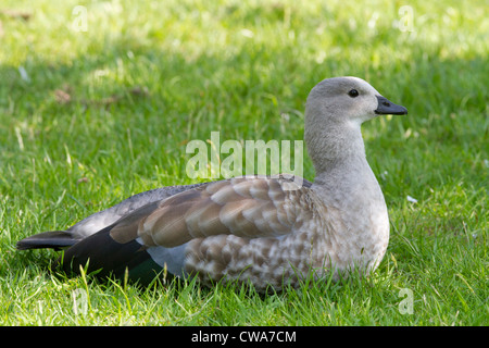 Blue-winged Goose Banque D'Images