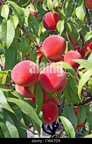 La pêche, Prunus persica. Banque D'Images