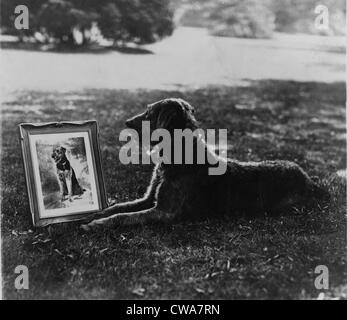 Le président Warren Harding (1865-1923) chien de compagnie, Laddie Boy et son portrait en argent, un radiotone présenté à Mme Harding Banque D'Images