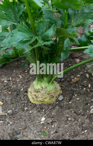 Apium graveolens. Céleri-rave monarch dans un potager Banque D'Images