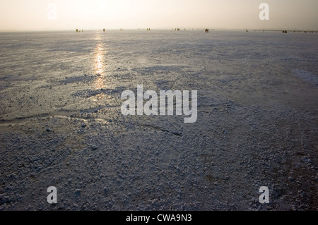 Bad Buchau, paysage, hiver Federsee Banque D'Images