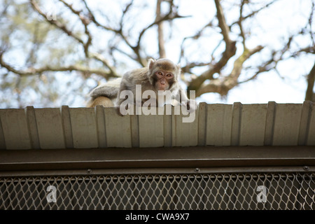 Macaque à longue queue sauvage sur le toit, low angle Banque D'Images