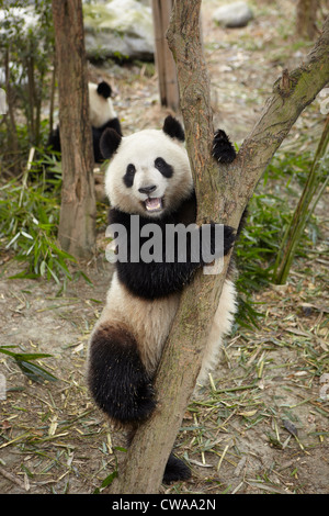 Panda géant escalade un arbre au centre de recherche de reproduction Pandas de Chengdu Banque D'Images